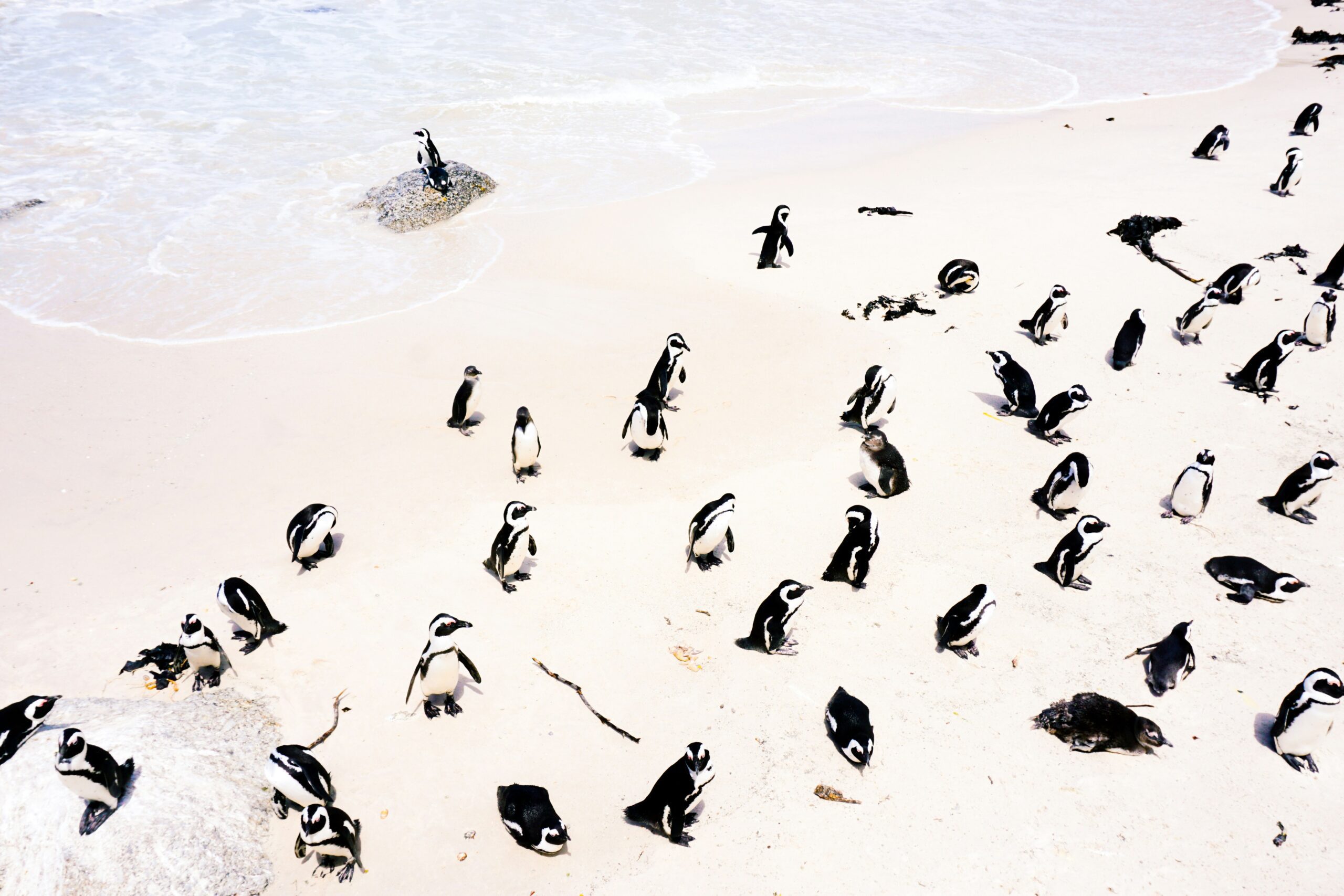 Playa de Sudáfrica llena de pingüinos